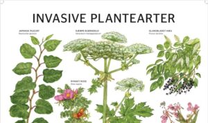 Invasive plant species - Bofa.dk